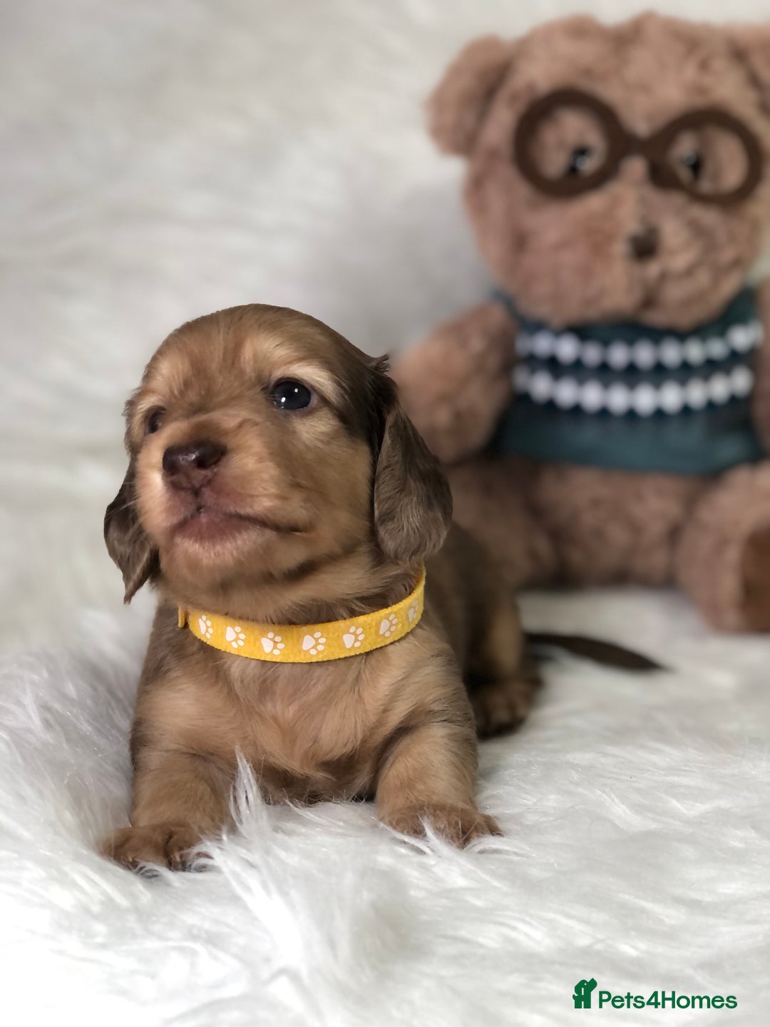 Miniature Dachshund dogs for sale: 𝕃𝕠𝕟𝕘 𝕙𝕒𝕚𝕣𝕖𝕕 𝕔𝕣𝕖𝕒𝕞 𝕡𝕦𝕡𝕡𝕚𝕖𝕤 🧸 - Image 15