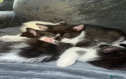 American Shorthair cats for sale: 5 kittens for sale 1boy 4girls.  - Image 11