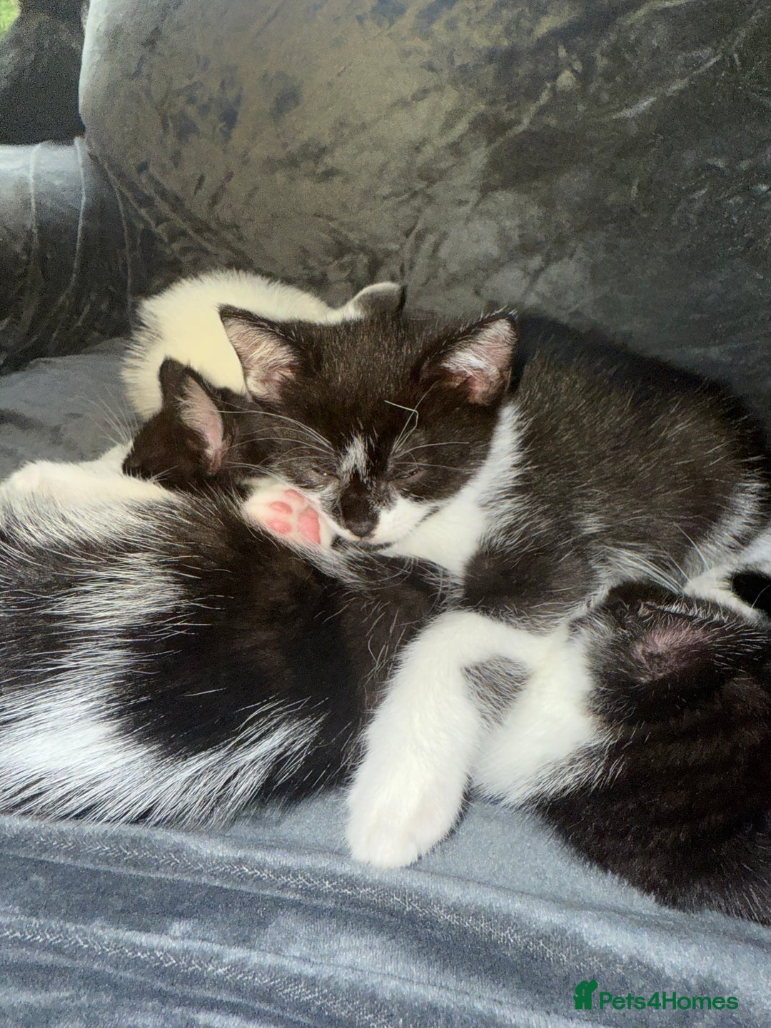 American Shorthair cats for sale: 5 kittens for sale 1boy 4girls.  - Image 11