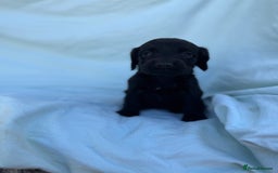 Cocker Spaniel dogs for sale: Beautiful cocker spaniels puppies for sale - Image 15