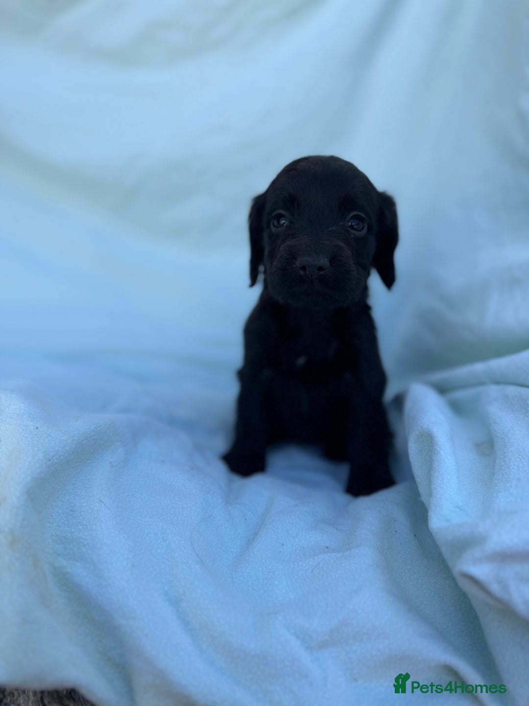 Cocker Spaniel dogs for sale: Beautiful cocker spaniels puppies for sale - Image 15
