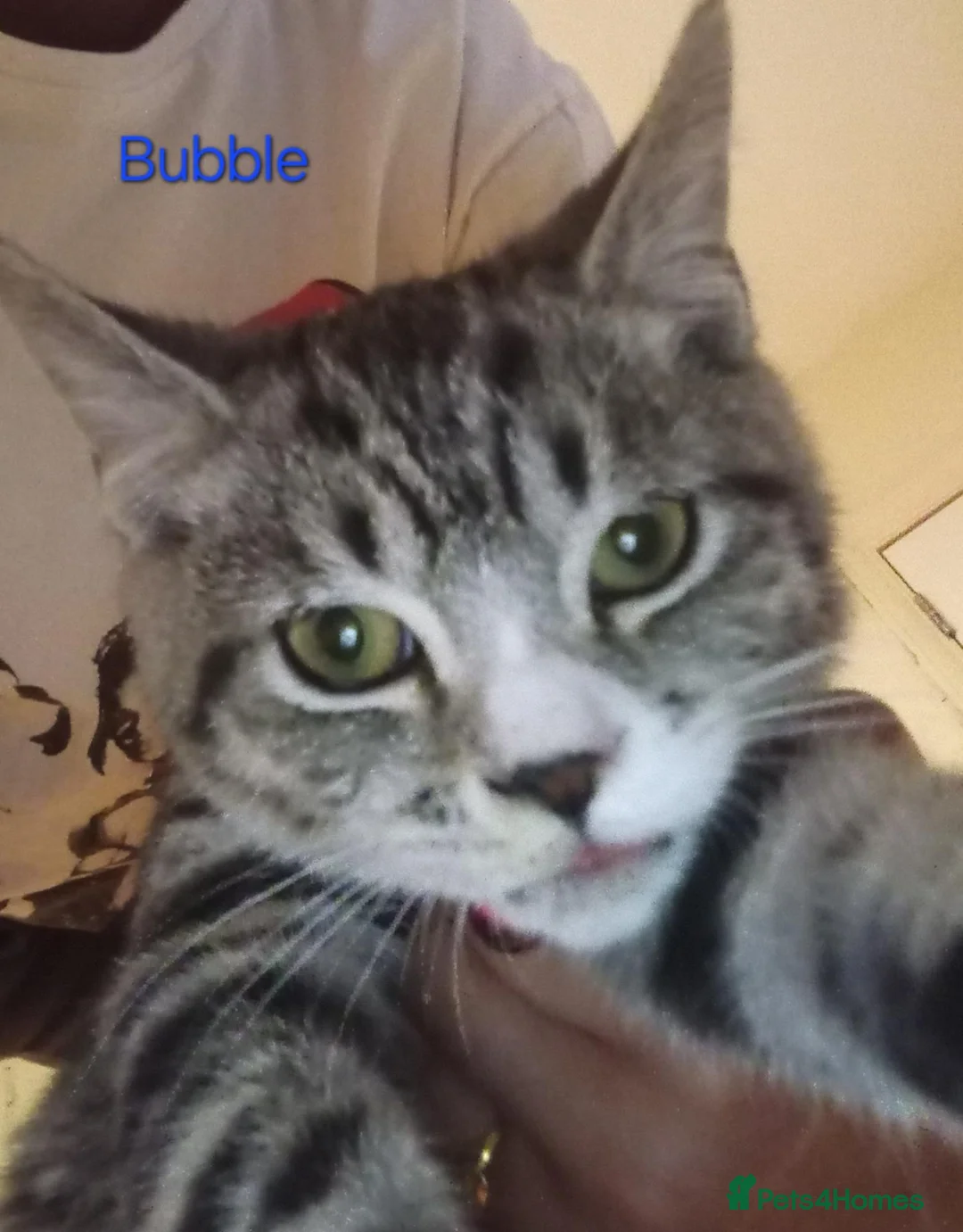 British Shorthair cats for sale: Silver Spotted Bsh last boy available. - Advert 1