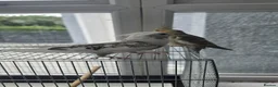 Cockatiels birds for sale: 2 tame cockatiels with cage - Advert 3