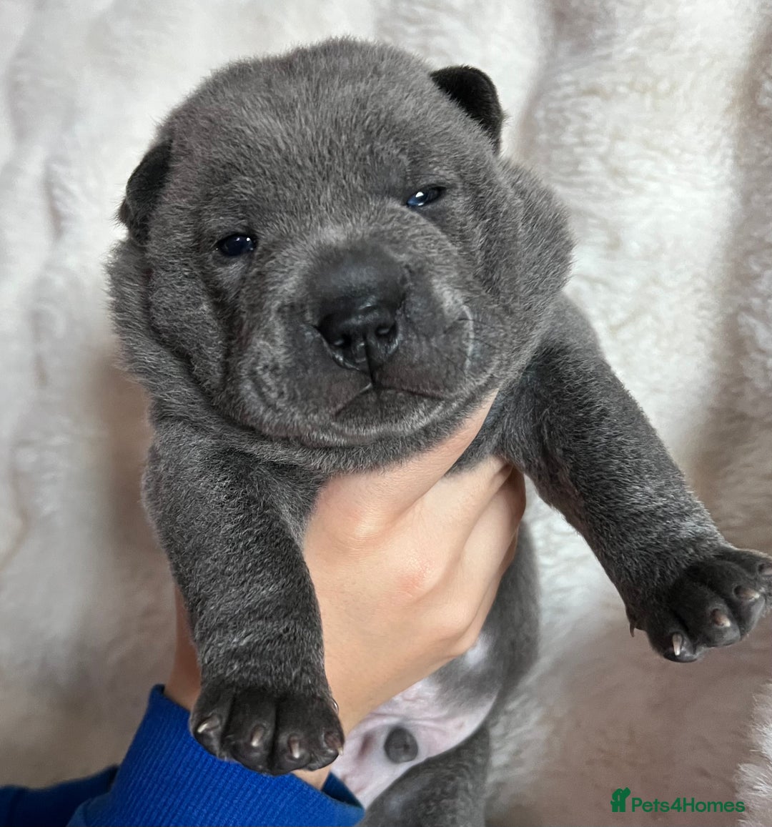 Mixed Breed dogs for sale: ChowPei Pups  - Advert 27