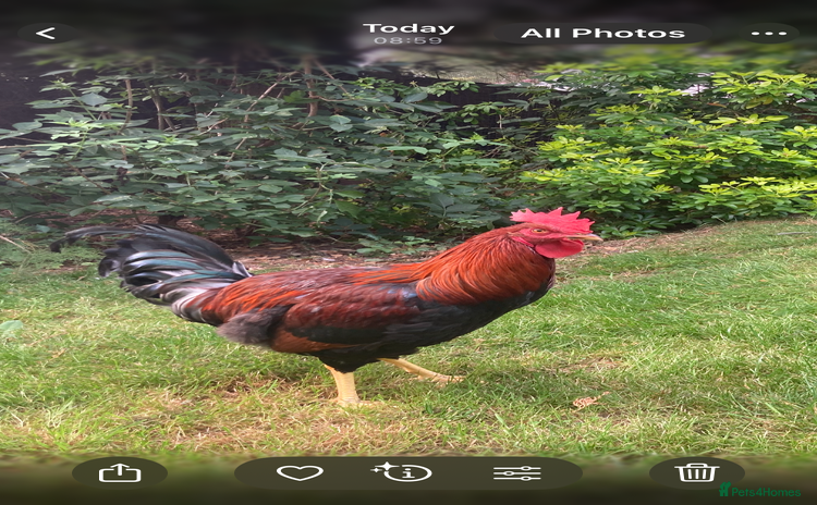 Chickens poultry - Advert 5