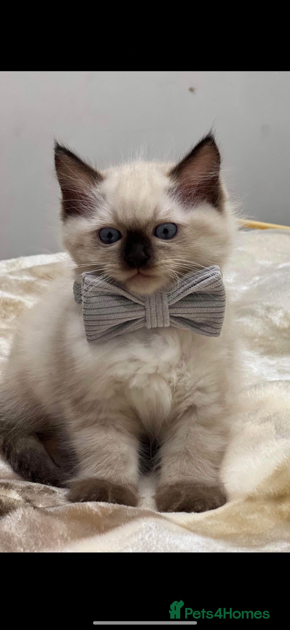Ragdoll cats Price reduced !!!! One last boy remaining  - Advert 2