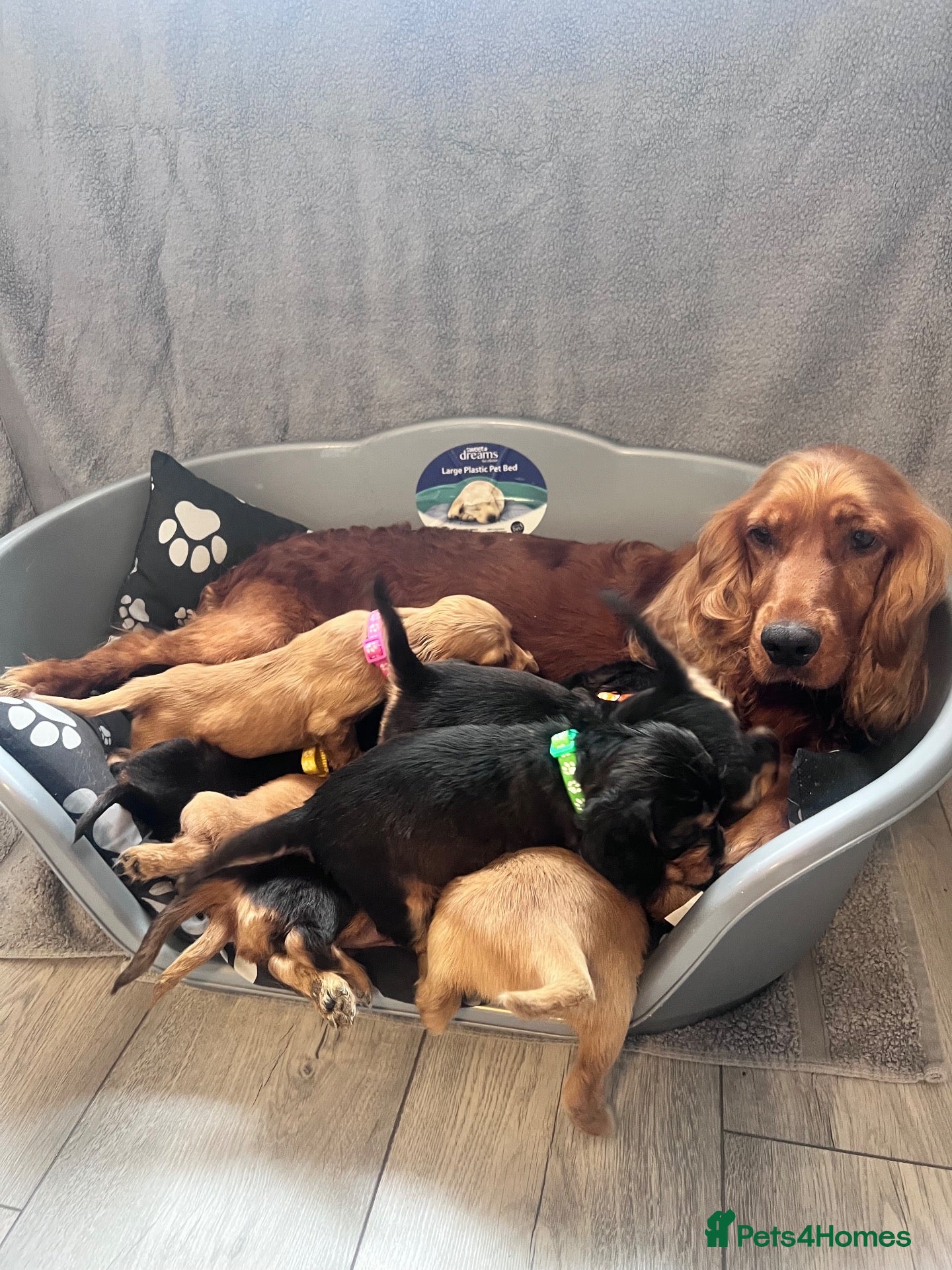 Cocker Spaniel dogs Show cocker spaniels - Advert 2