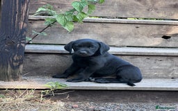 Labrador Retriever dogs for sale: Labrador Puppys ( 3 ) - Image 2