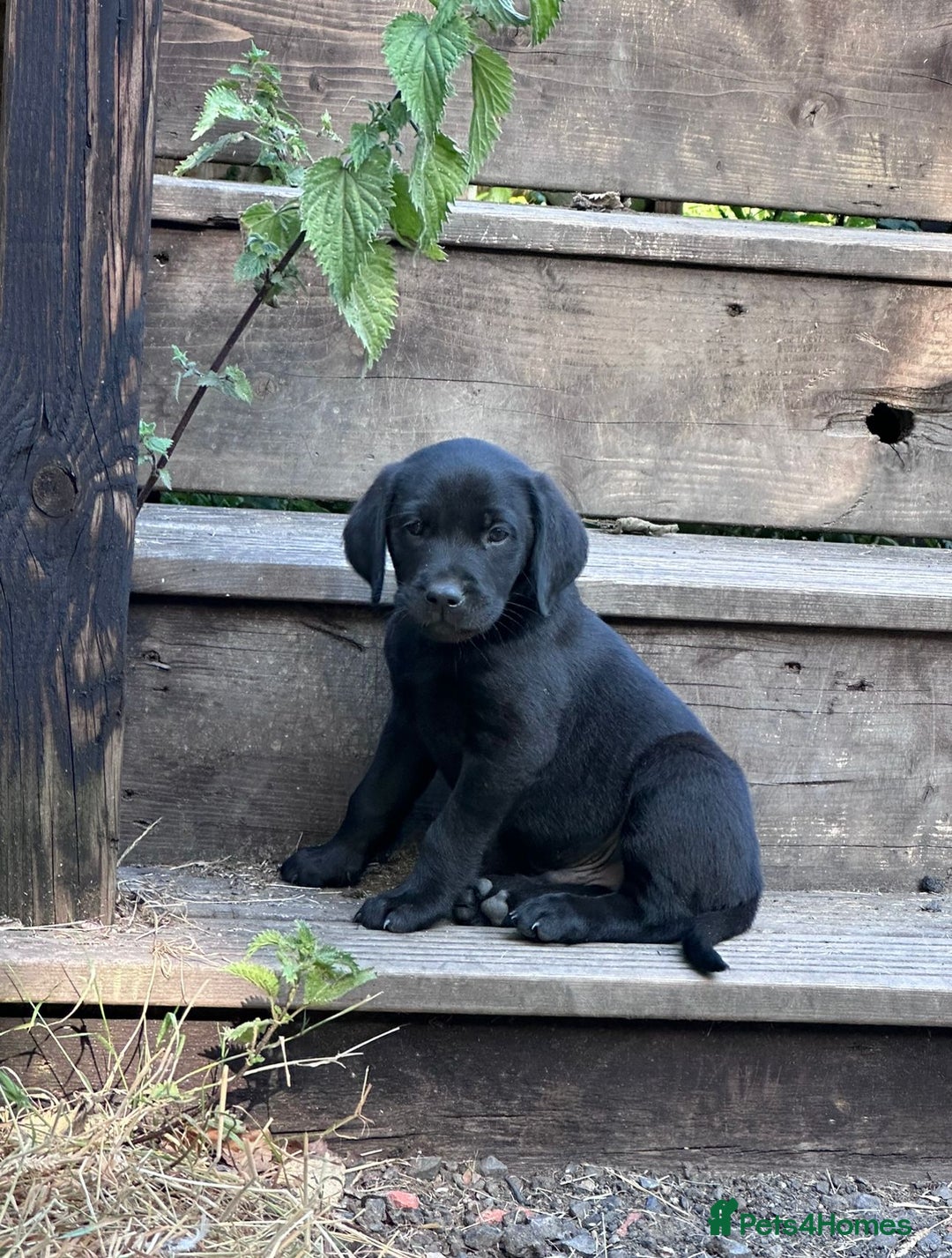Labrador Retriever dogs for sale: Labrador Puppys ( 3 ) - Image 2