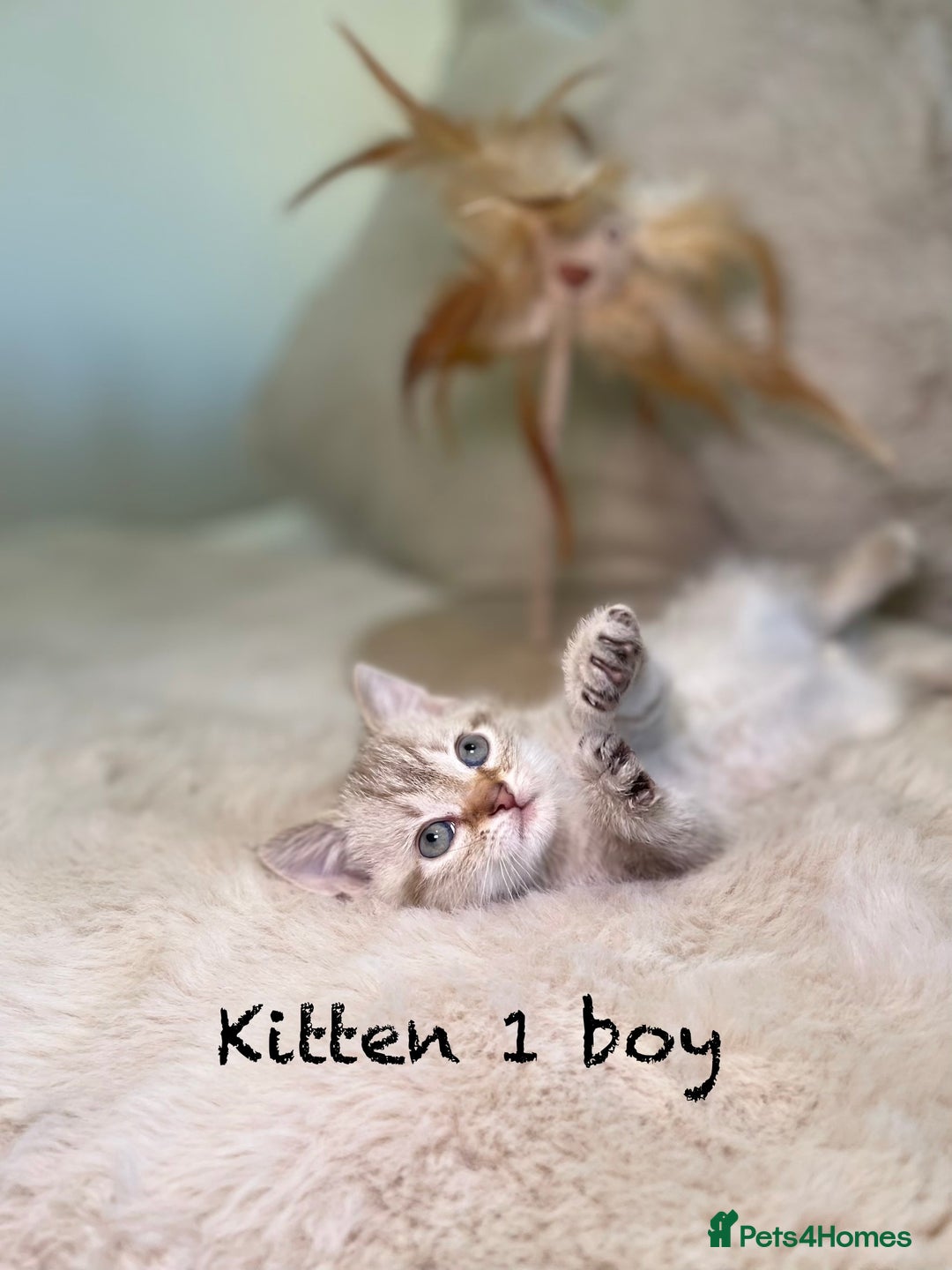 Mixed Breed cats for sale: Stunning kittens ready now  - Advert 2