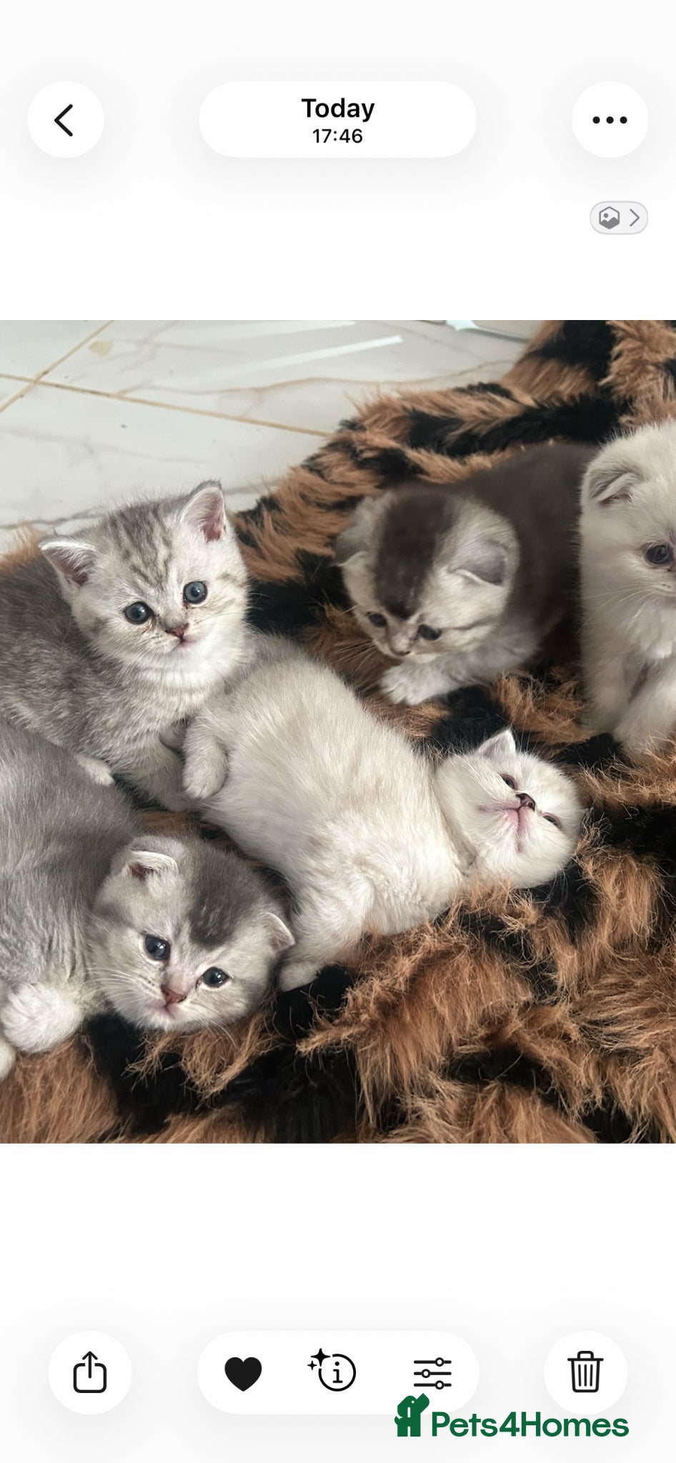 Scottish Fold cats Scottish Fold  kittens ❤️ - Advert 18