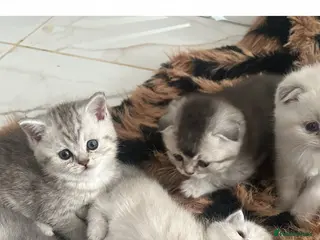 Scottish Fold cats Scottish Fold kittens ❤️ - Advert 18