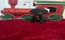 Cocker Spaniel dogs for sale: Working Cocker Spaniel Puppies - Advert 3