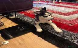 Siberian Husky dogs for sale: Last 2 beautiful girl from 7 puppy husky  - Image 8