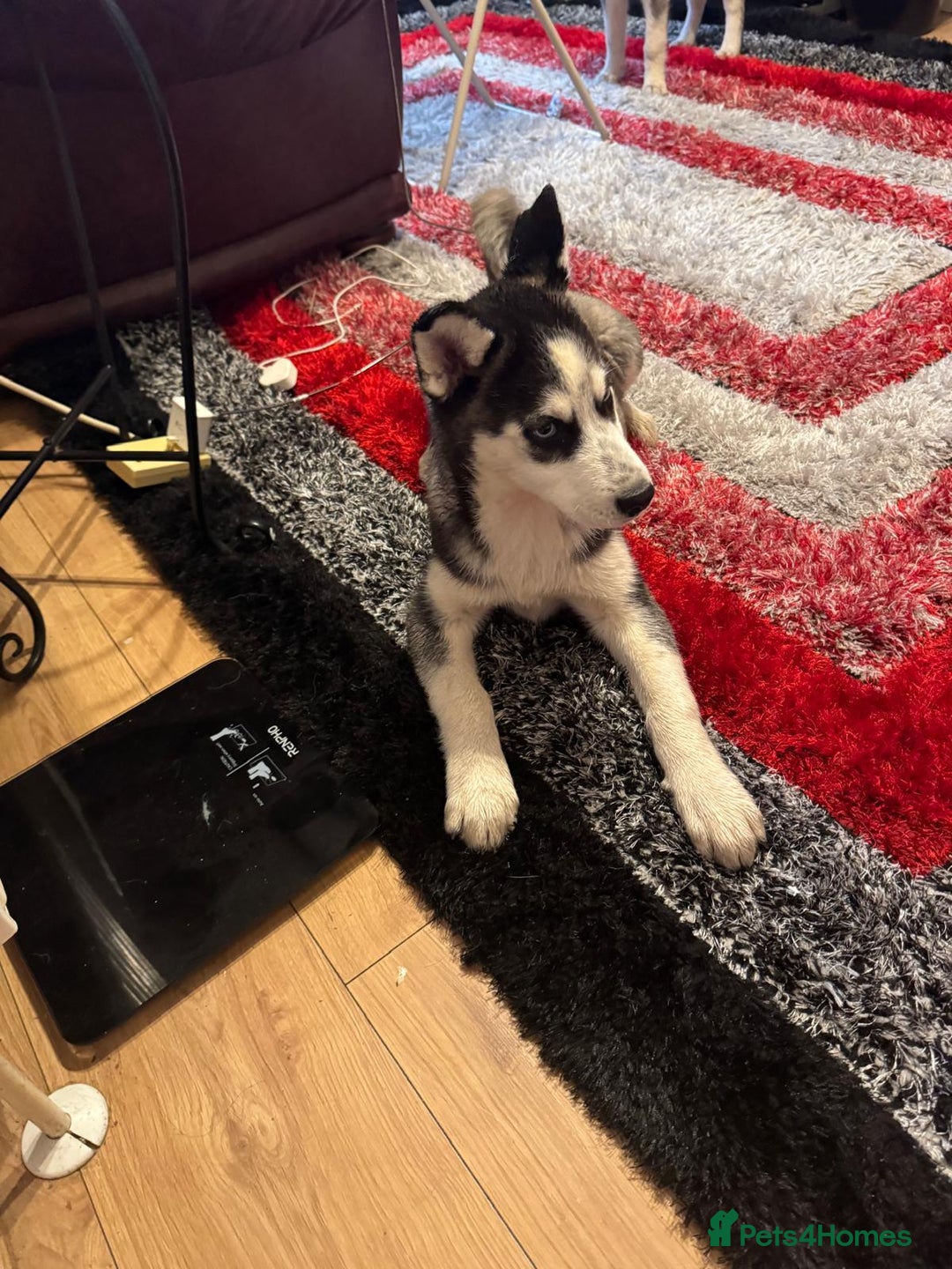 Siberian Husky dogs for sale: Last 2 beautiful girl from 7 puppy husky  - Image 8