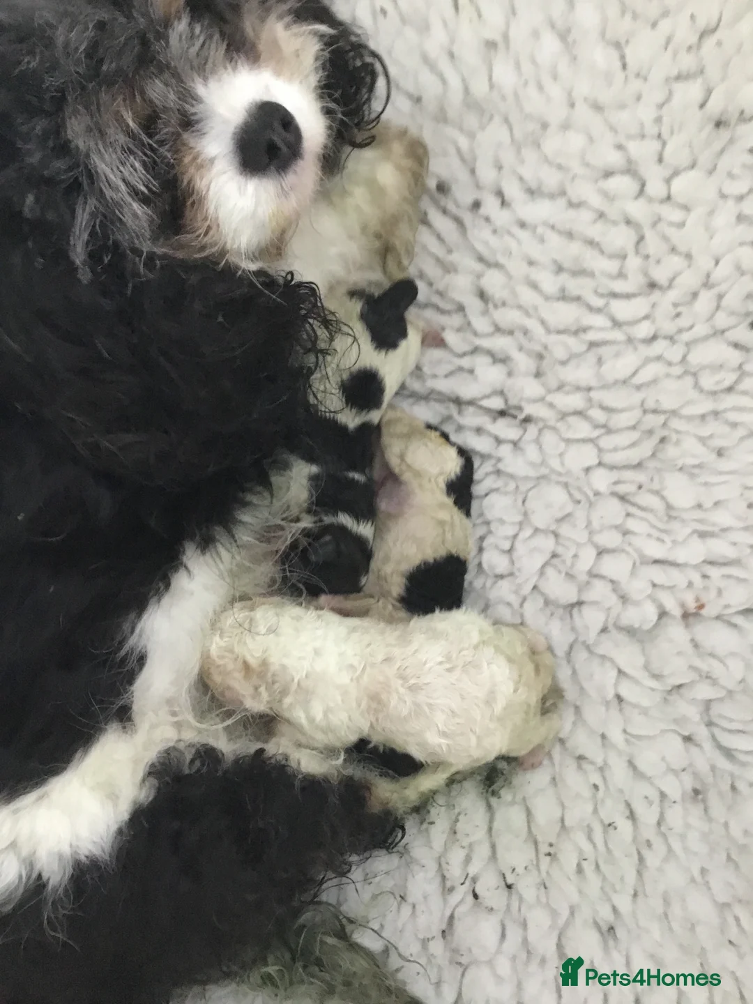 Toy Poodle dogs for stud: Gorgeous Black & White parti toy poodle in Saint Neots - Advert 6