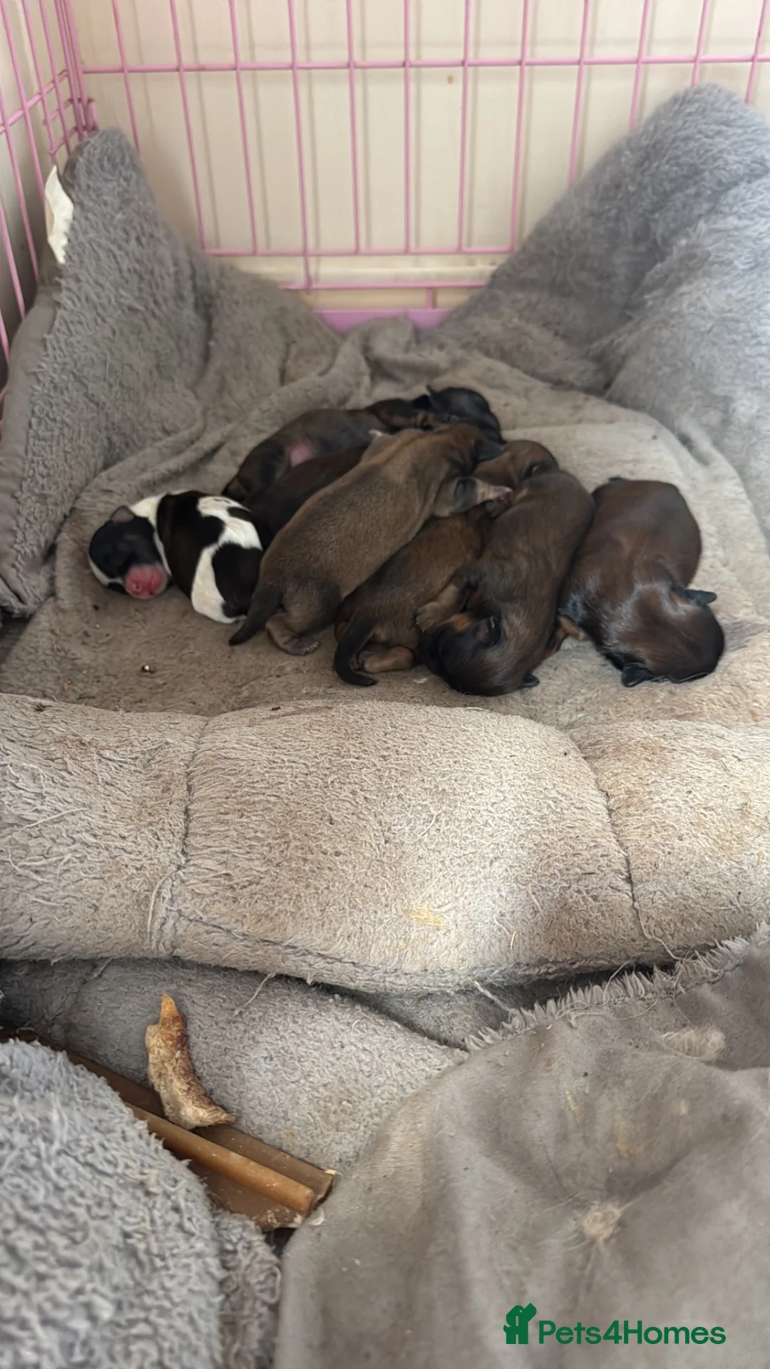 Shih Tzu dogs for sale: Shih Tzus Puppies for sale  in Newmarket - Advert 1