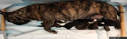 Mixed Breed dogs for sale: Boston Cross Pups Looking for Their Forever Home - Advert 13