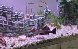 Other/Mixed Breed fish for sale: COMPLETE AQUARIUM SET - Image 3