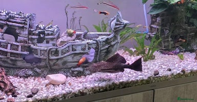 Other/Mixed Breed fish - Advert 9
