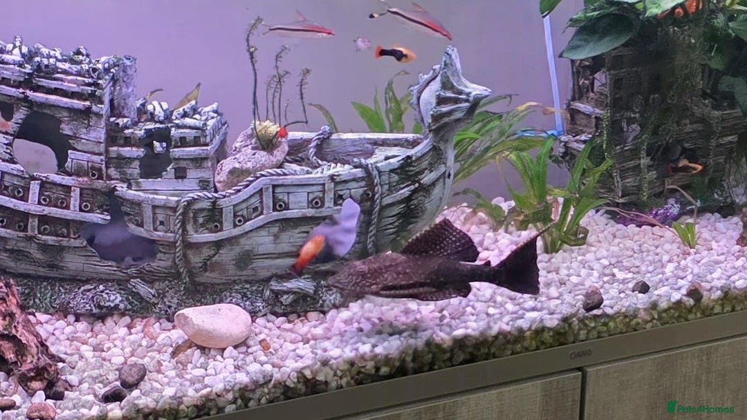 Other/Mixed Breed fish for sale: COMPLETE AQUARIUM SET - Image 3