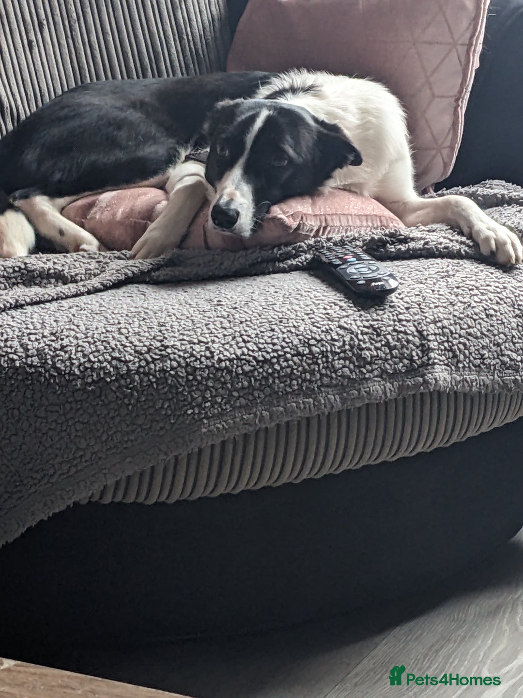 Border Collie dogs for sale: Daisi dog - Advert 1