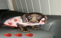 Miniature Dachshund dogs for sale: Beautiful mini dachshund little lady full pedigree - Image 6