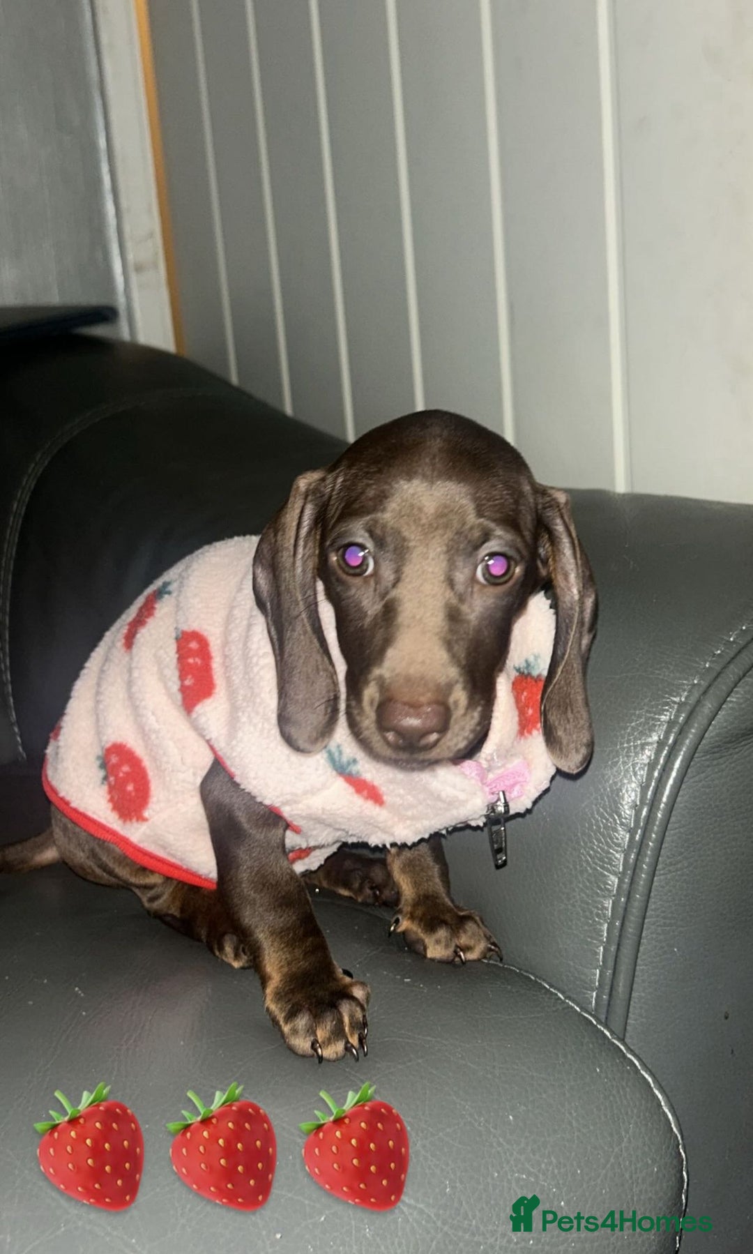 Miniature Dachshund dogs for sale: Beautiful mini dachshund little lady full pedigree - Image 6