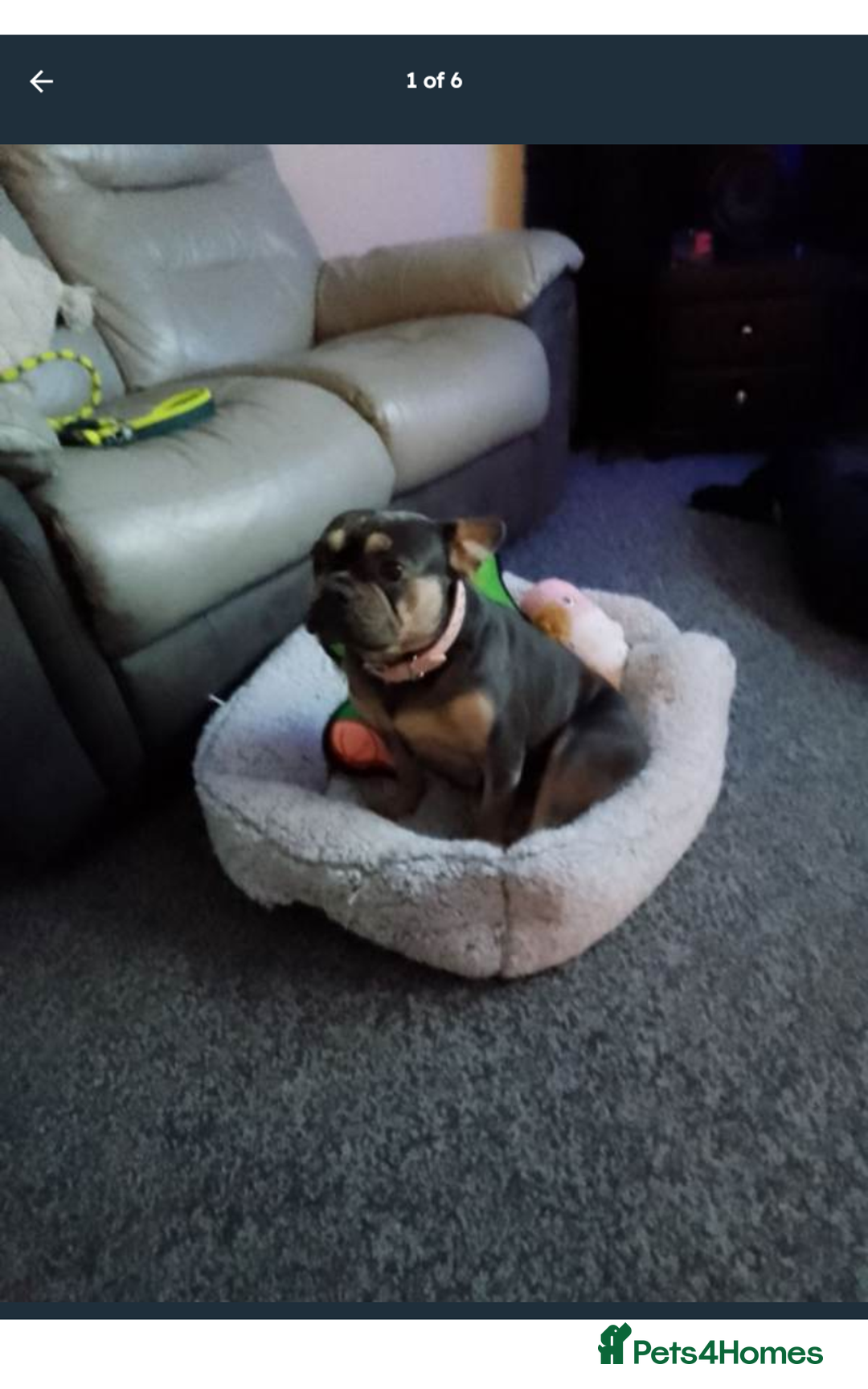 French Bulldog dogs for sale: French bulldog  - Advert 5