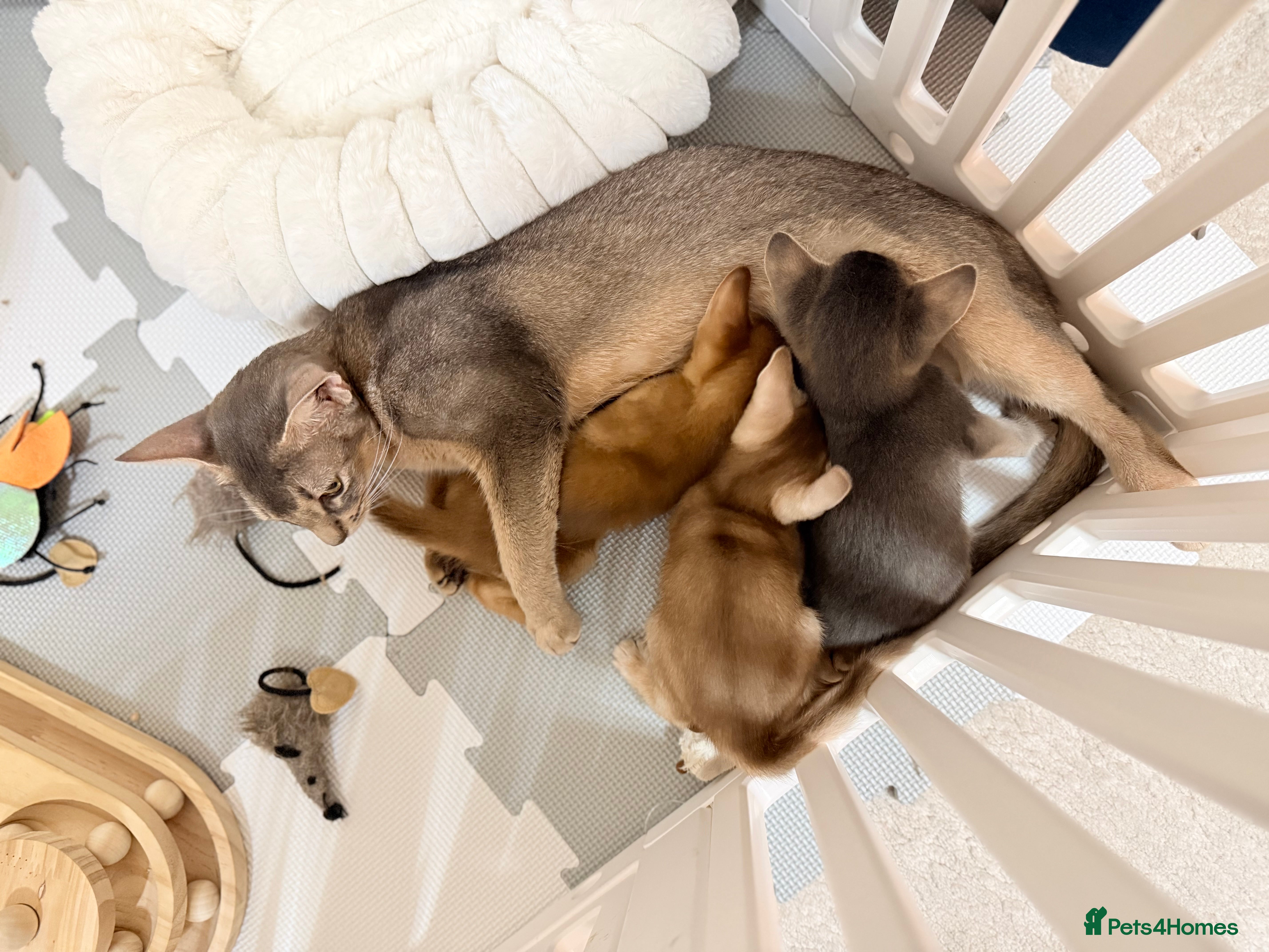 Abyssinian cats Abyssinian Kittens 🐾 - Advert 1