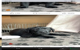 Mixed Breed dogs for sale: Luna pups - Image 15