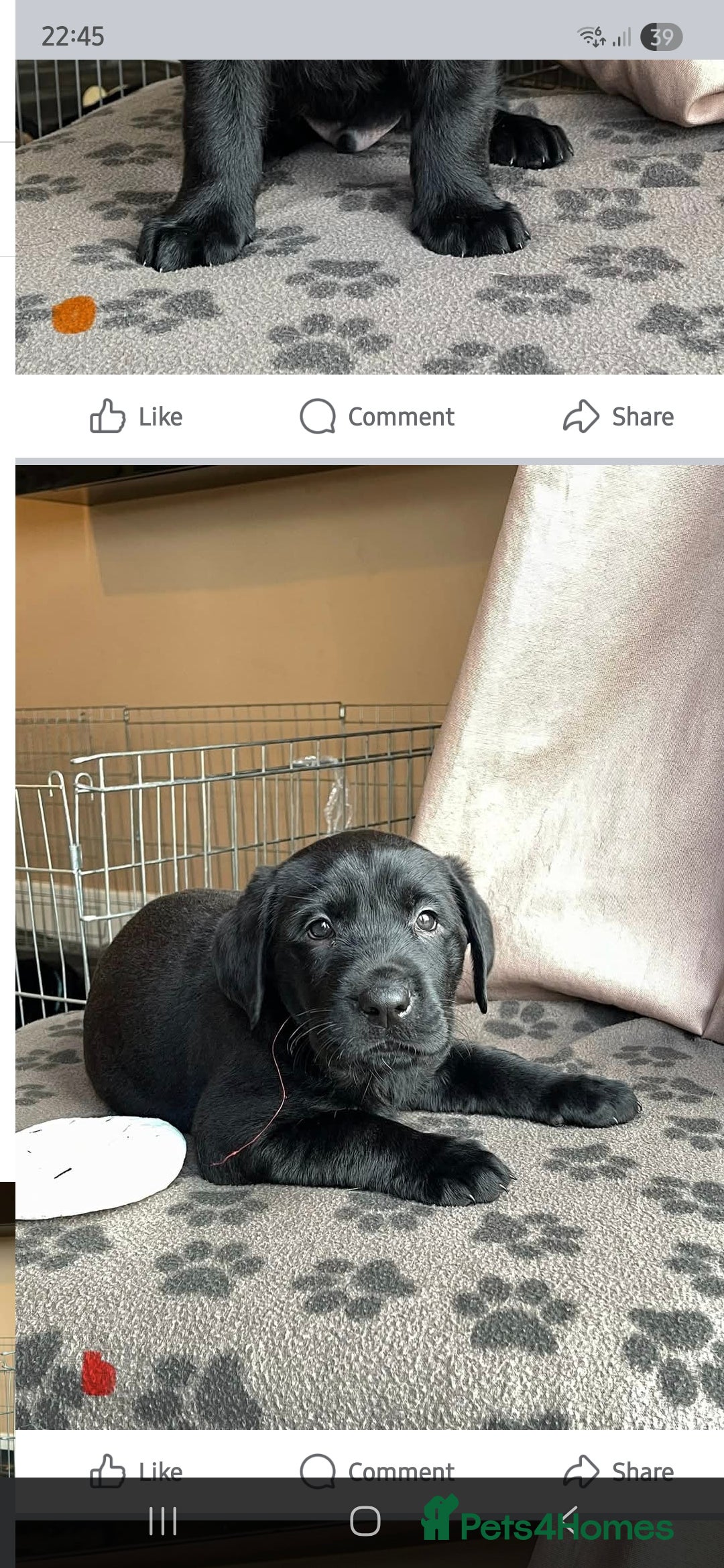 Mixed Breed dogs for sale: Luna pups - Image 15