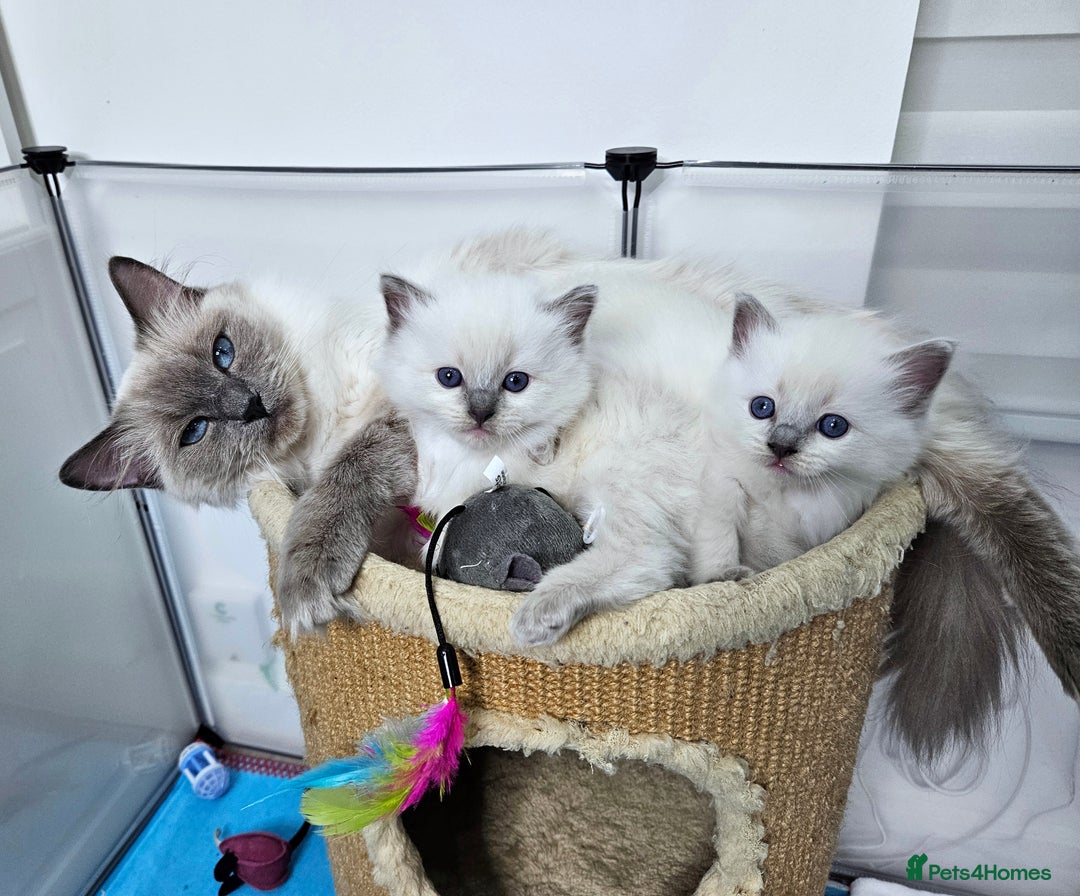 Ragdoll cats for sale: Purebred Blue Point Ragdoll Kittens 🩷💙 - Advert 13