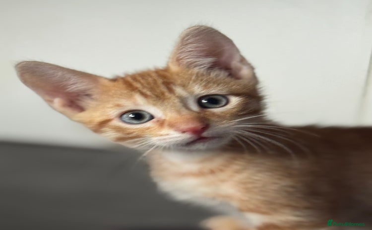 Mixed Breed cats - Advert 17