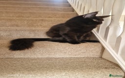 Maine Coon cats for sale: Pure Maine coon👑 - Image 15