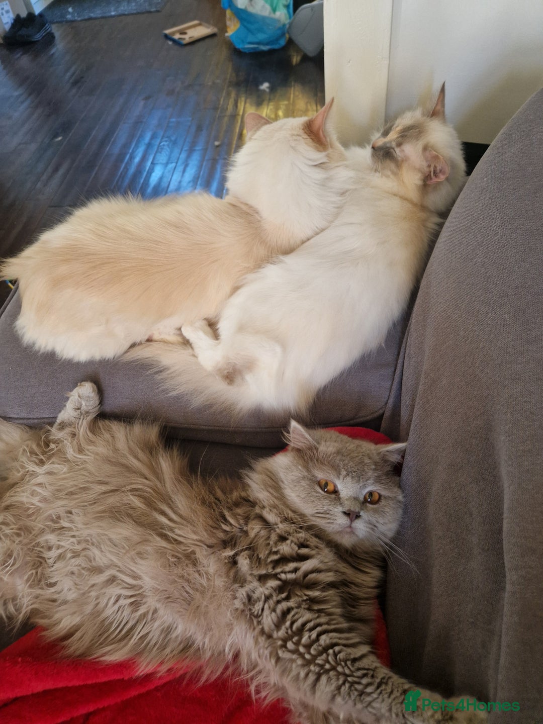 Ragdoll cats for sale: Gorgeous Longhair Ragdoll Kittens - Image 8