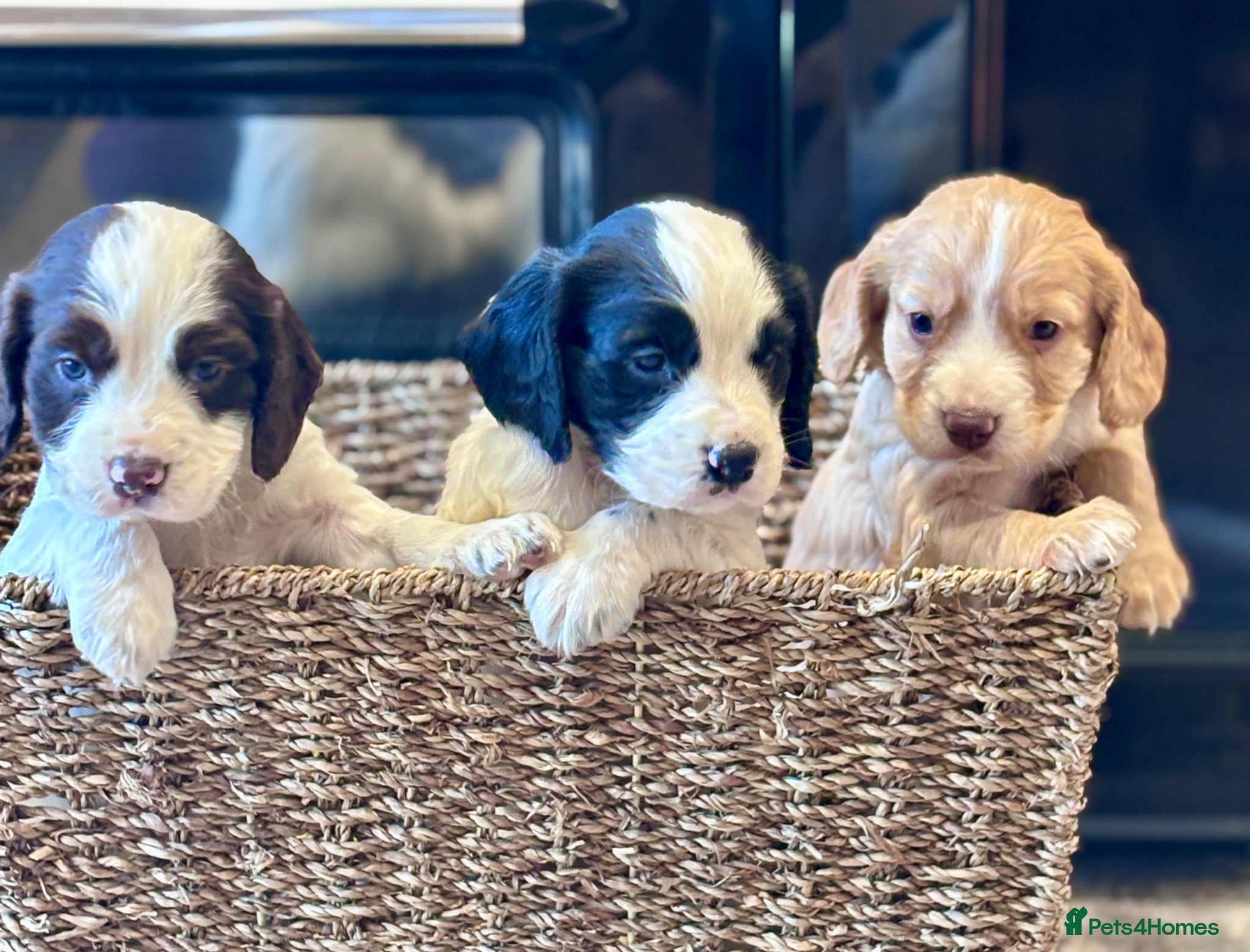 Cocker Spaniel dogs 🐾 Beautiful Working KC Cocker Spaniel Puppies 🐾 - Advert 2