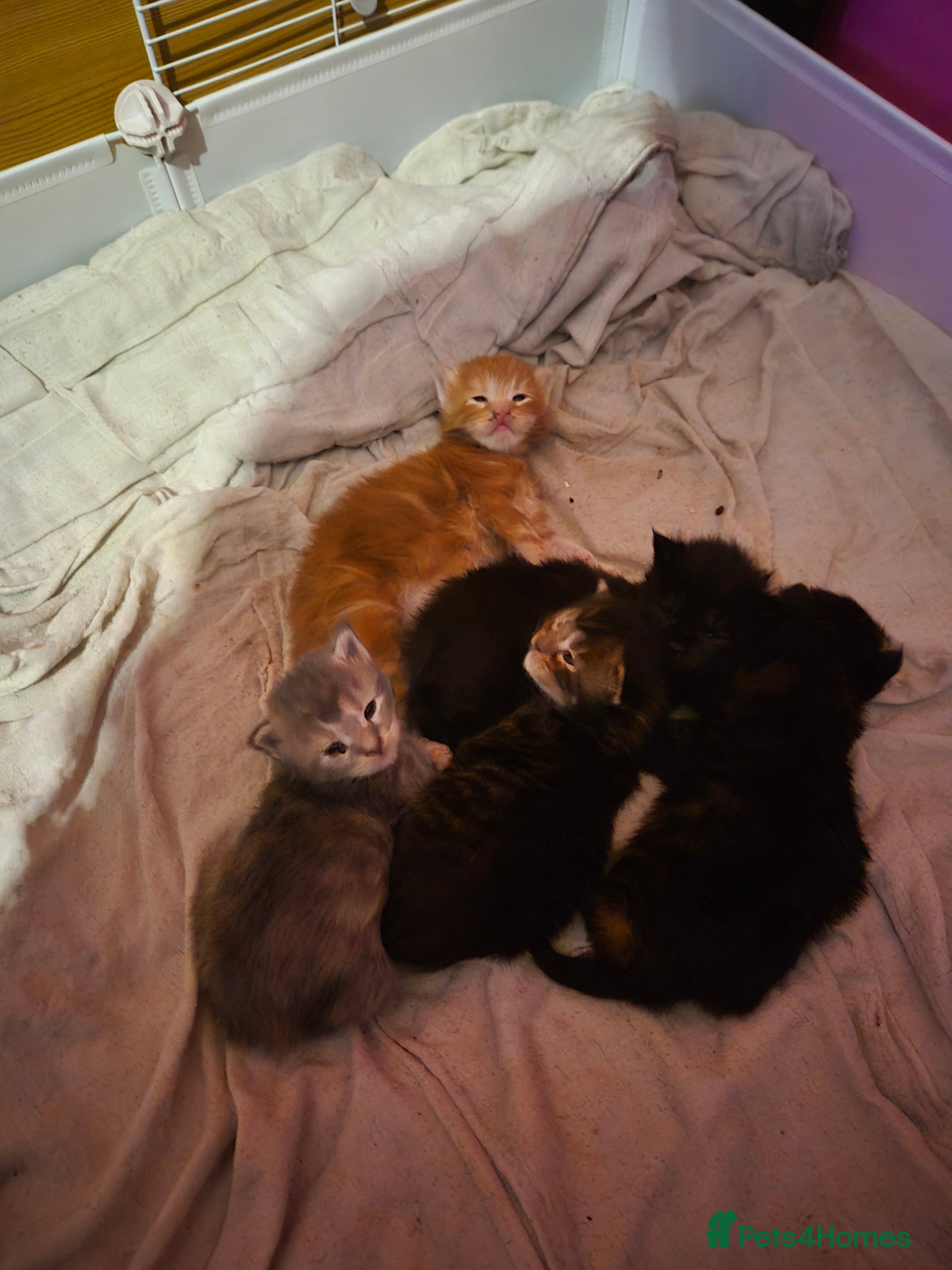 Maine Coon cats Russian /xxl maine coon - Advert 7