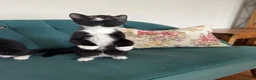 Domestic Shorthair cats for sale: Beautiful Kittens Ready for Their Forever Homes! - Advert 18
