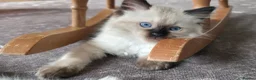 Ragdoll cats for sale: Pure ragdolls for sale - Advert 2