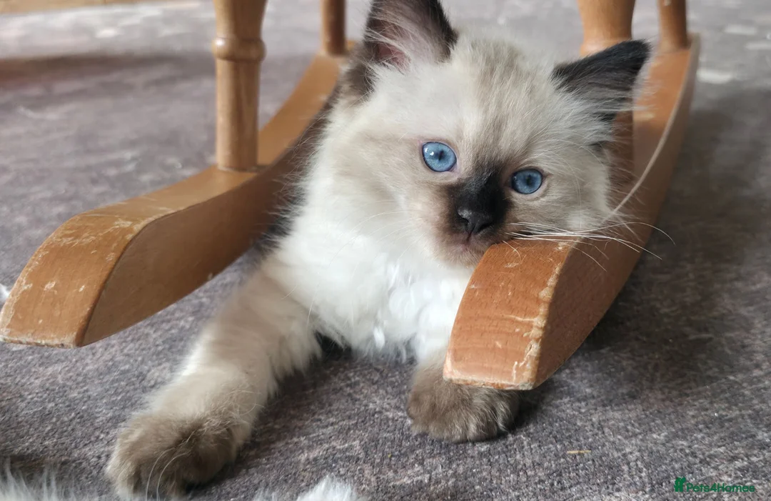 Ragdoll cats for sale: Pure ragdolls for sale - Advert 2