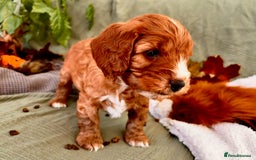 Mixed Breed dogs for sale: Cockapoo/Cavapoo Mix Puppies Available 10 Nov 25 - Image 30