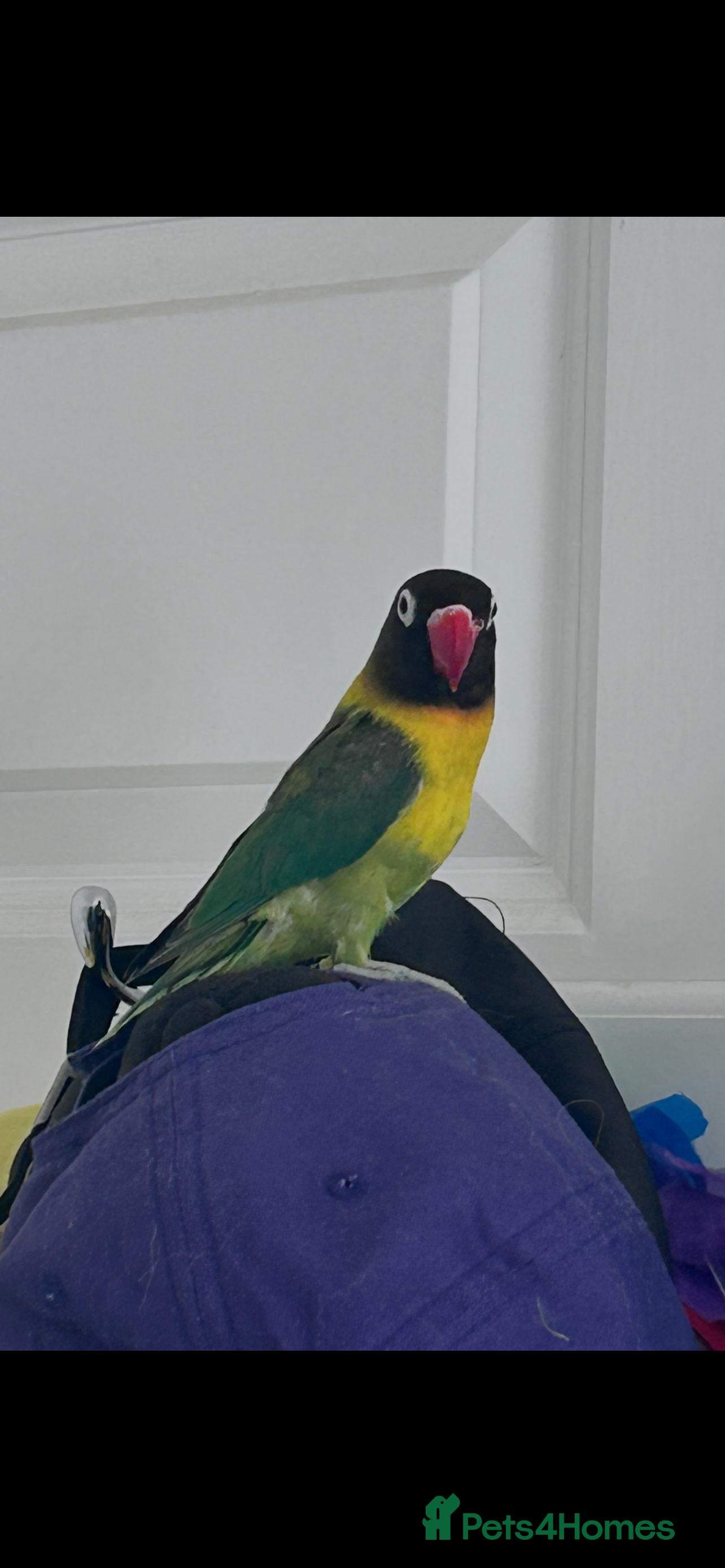 Lovebirds birds Lovebirds & ALL EQUIPMENT AND CAGE  - Advert 1