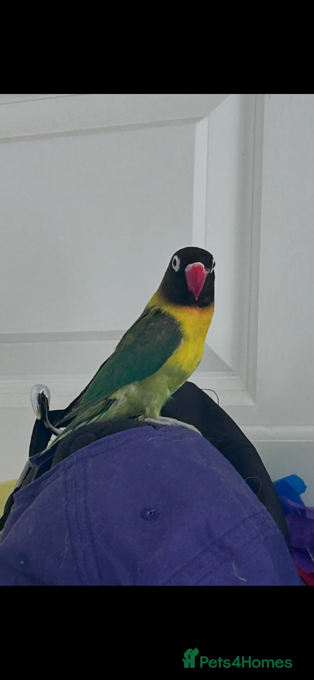 Lovebirds birds for sale: Lovebirds & ALL EQUIPMENT AND CAGE  - Advert 1