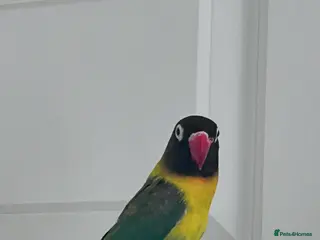 Lovebirds birds Lovebirds & ALL EQUIPMENT AND CAGE - Advert 1