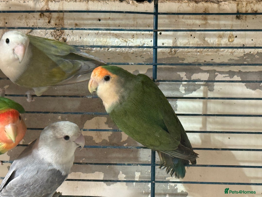 Lovebirds birds for sale: Lovebirds for sale  - Image 2