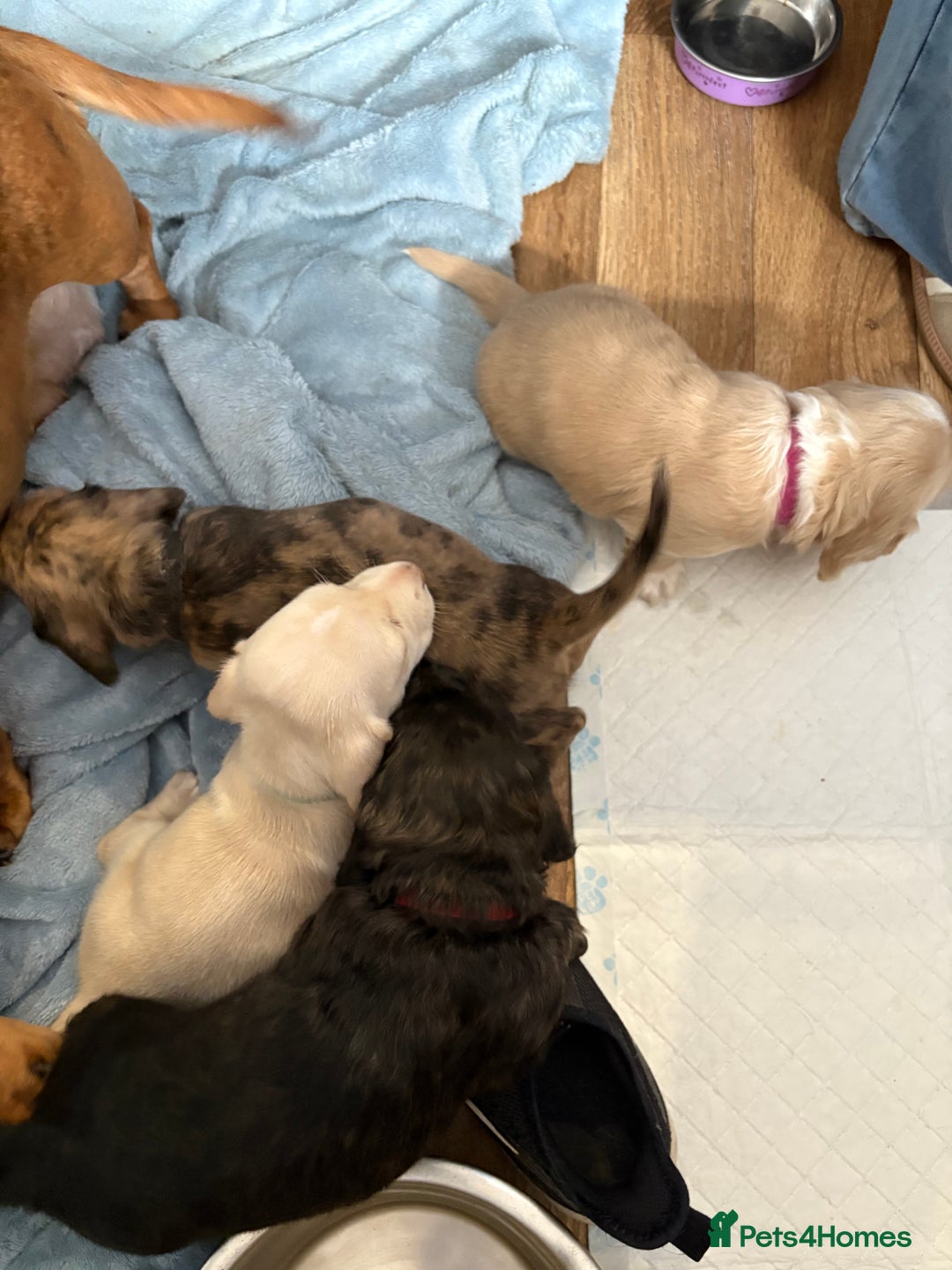 Miniature Dachshund dogs for sale: 5 Delicious Miniature Dachshund  - Image 7