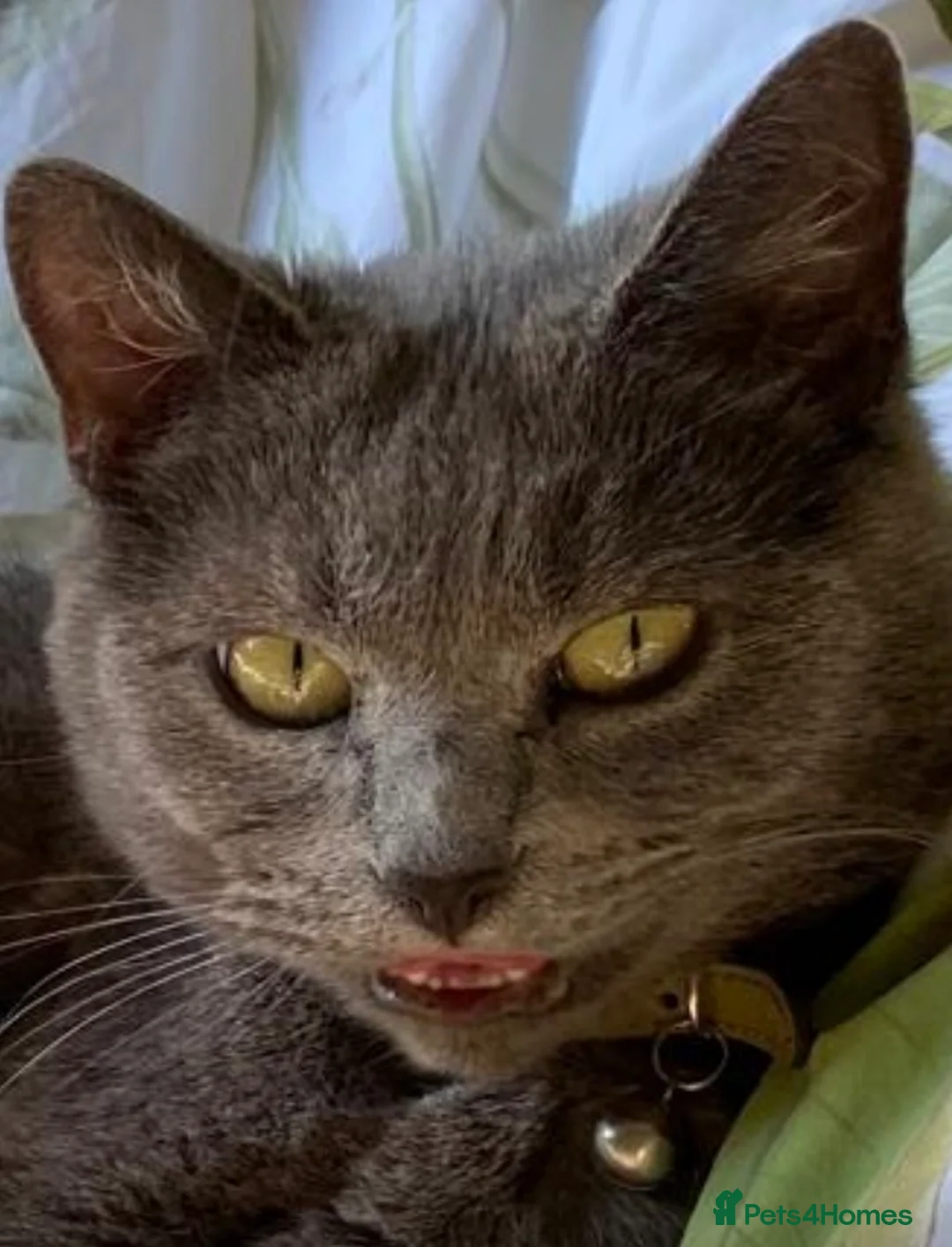 Mixed Breed cats for sale: Russian Blue X Chatreaux  Aged 5 - Advert 1