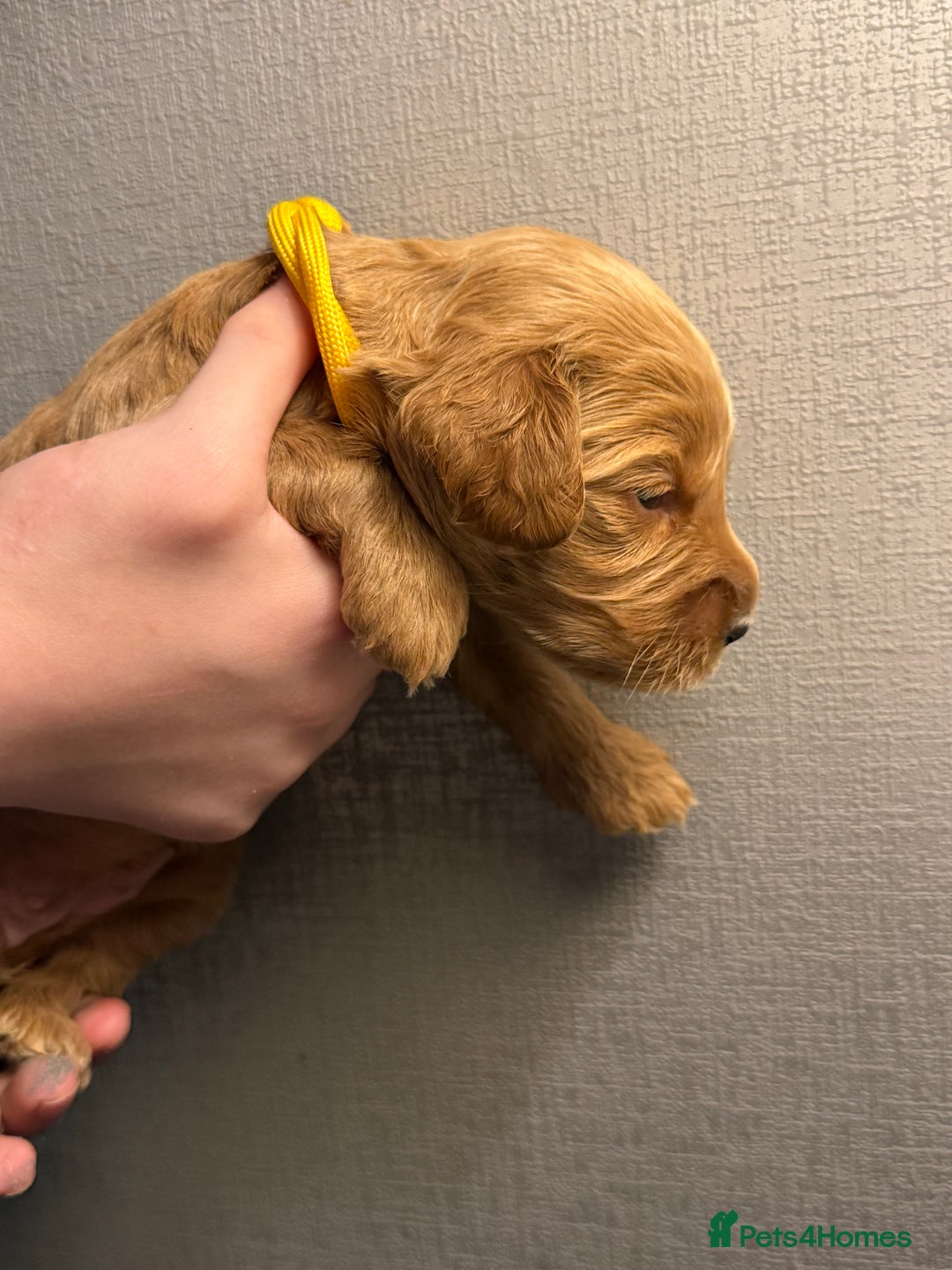 Cockapoo dogs for sale: Cockapoo F1 - Advert 35