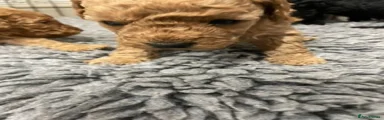 Labradoodle 4 apricot